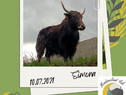 Yak-Kalbinnen