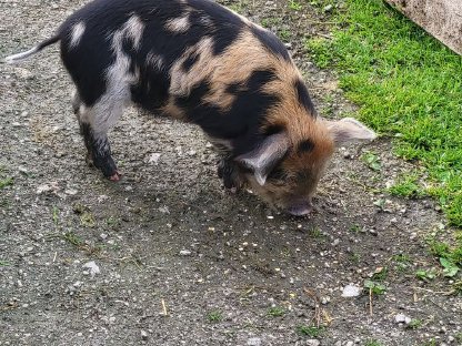 Bild 3:Kune Kune Schweinchen