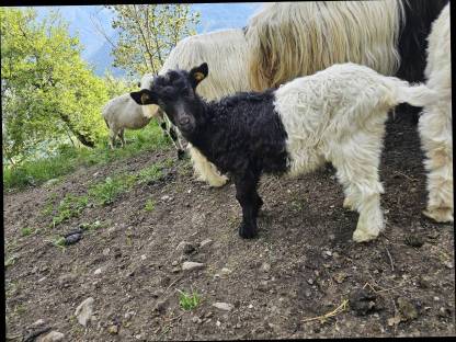 Walliser Schwarzhalsziegen Kitz weiblich