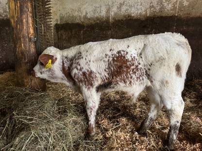 Pustertaler Sprinzen Stierkalb „Oklahoma“