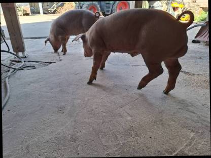 Duroc Eber