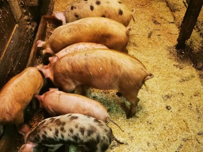 Verkaufe Ferkel, Pietrain Kreuzungen, 2 Würfe