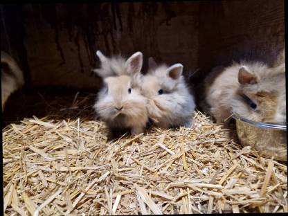 Bild 2:Löwenkopf Zwerghasen