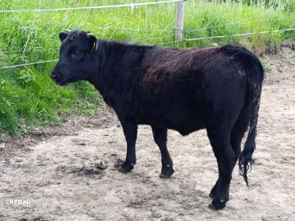 Bild 2:Bio Dexter Kalbinnen