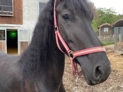Bild 5:Verkaufe schöne Arabofriesen-Stute