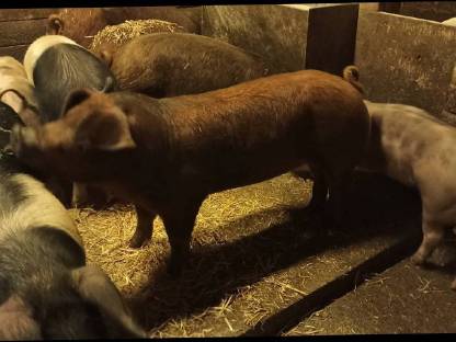 Bild 2:Duroc Jungzuchten