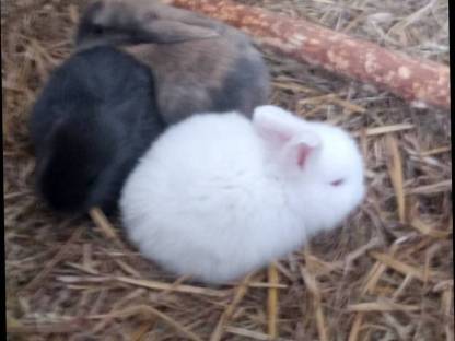 Zwergkaninchen