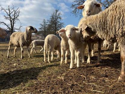 Merino Herde ohne Widder