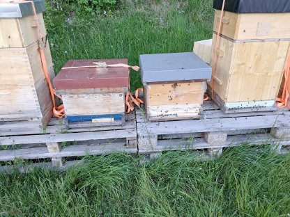 4 Ableger Carnica mit Beute