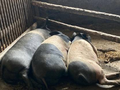 Verkaufe Schweine