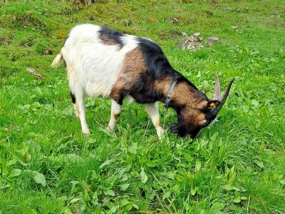 Tauernscheckenbock