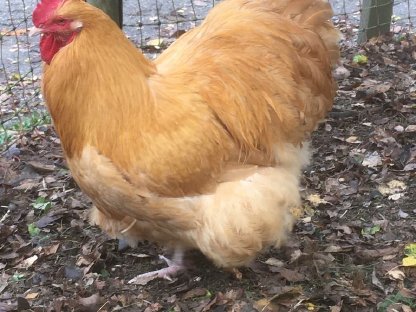 Bild 2:New Hampshire, Wyandotten, Marans, Orpingtons, Bruteier