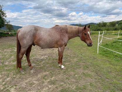 Quarter Horse Wallach
