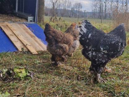 Bild 6:Brahma & Zwergseidenhühner Bruteier