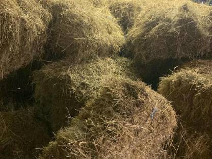 Bild 3:Heu Kleinballen