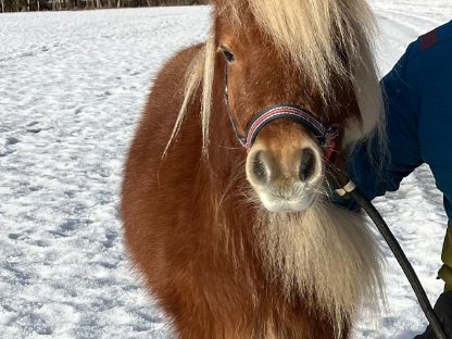 Shetland Pony