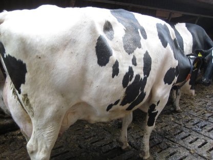 Holstein Kuh