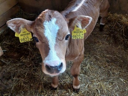 Stierkalb Mischling zu verkaufen