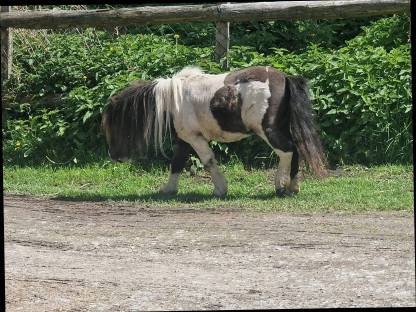 Bild 3:Ponyhengst