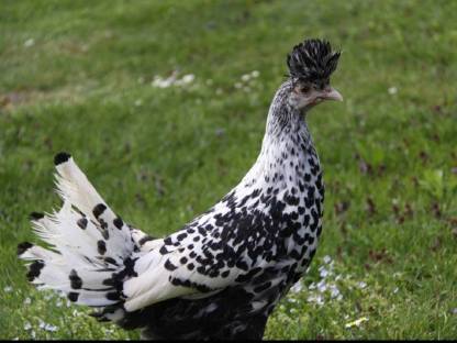 Appenzeller Spitzhauben
