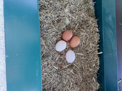 Bild 3:Hühnerstall Hühnermobil Mobilstall Hühner