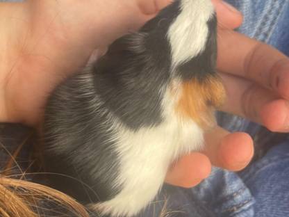 Meerschweinchen
