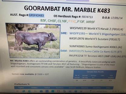Mr. Marble K483 gesexte Embryonen