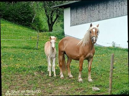 Haflinger