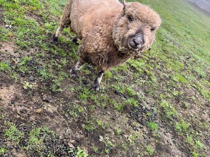 Bild 3:Shropshire-Widder