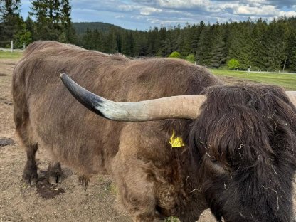 Bild 3:Kanadischer Bio-Hochlandrind-Zuchtstier