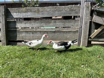 Bild 7:Steinpiperl, Enten