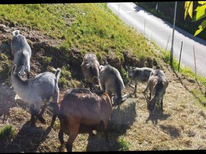 Bild 2:Pinzgauer Blobe Bockkitze Mischung bio