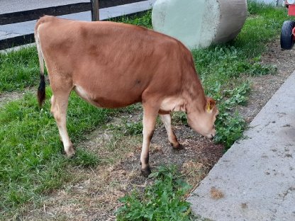 Jerseykälber zu verkaufen