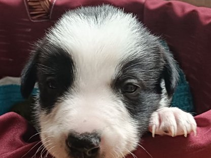 Bild 2:Border Collie Welpen