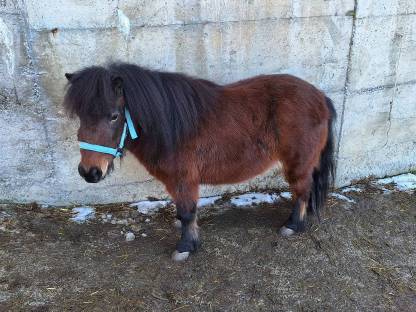 2-jährige Ponystute
