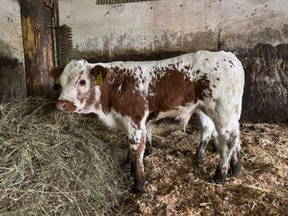 Pustertaler Sprinzen Stierkalb „Ohio“
