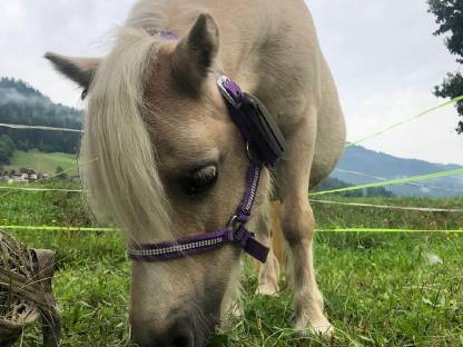 Bild 3:Minishetty Stute