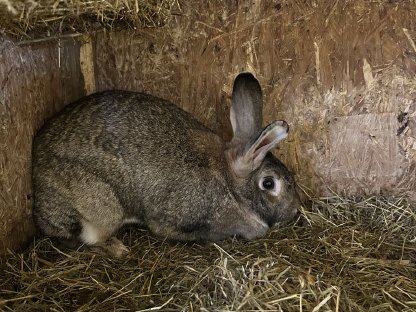 Bild 2:Deutsche Riesen