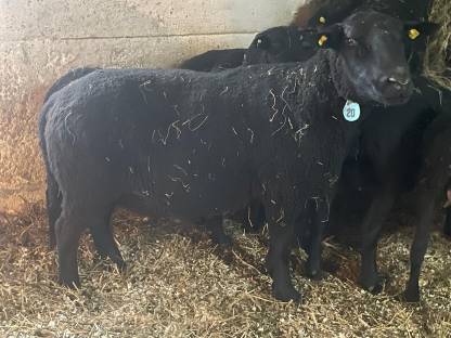 Bild 2:Jura-Zuchtwidder