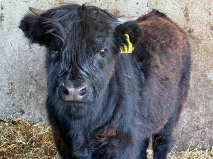 Hochlandrind Stier