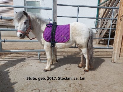 Bezauberndes Pony