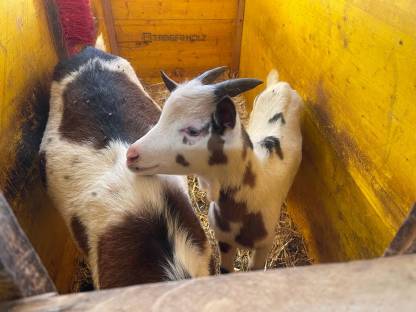 Tauernschecken Bock
