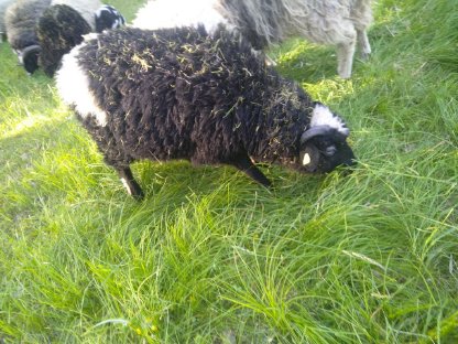 Bild 2:Waldschaf Lämmer zu verkaufen