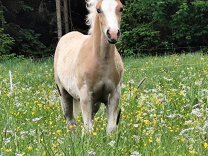 Haflinger Hengstfohlen