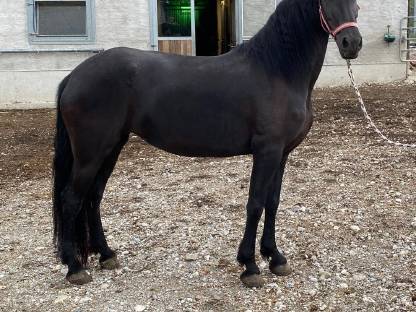 Bild 3:Verkaufe schöne Arabofriesen-Stute