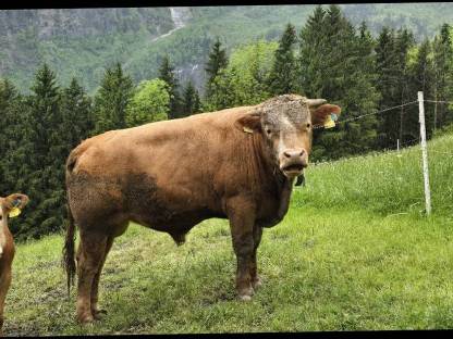 Stier Bio