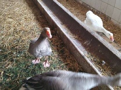 Gänse