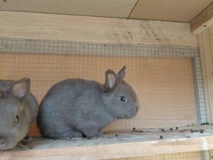 Farbenzwerg Havanna, Zwergkaninchen, Kaninchen
