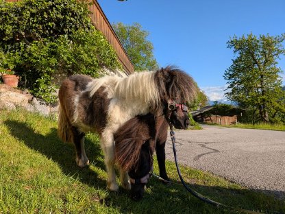 Bild 2:Shetty Stutfohlen