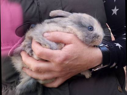 Zwergkaninchen